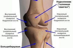 Боль в коленном суставе
