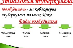 Этиология туберкулеза