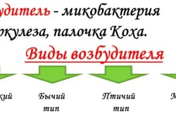 Этиология туберкулеза