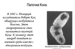 Палочка Коха