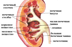 Строение почки Строение почки